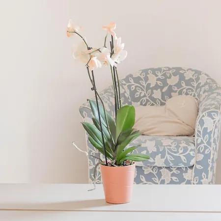 H11 Casa Benjamin Mare-sanremo